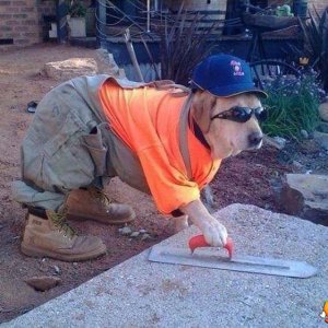 w_il-cane-muratore